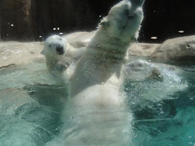 日本平動物園に行って来ました ♪_c0140863_18304767.jpg