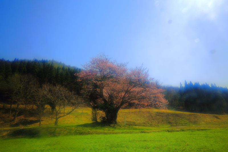 大洞の山桜_e0183063_5544522.jpg