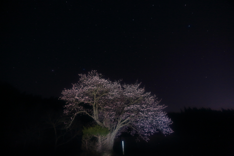 大洞の山桜_e0183063_5585897.jpg