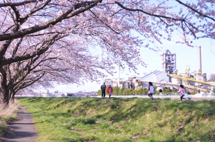 桜の香りに誘われて、新井田川沿いを歩く_c0048667_11312264.jpg