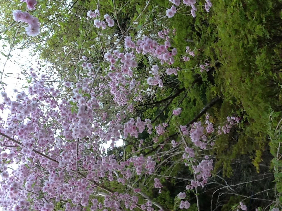 f0189268_0423181.jpg