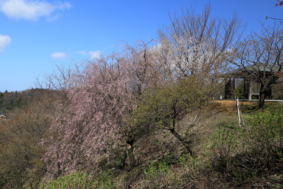 大峰山桜公園_e0096372_6441630.jpg