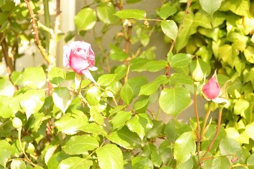 d0100373_7412816.jpg