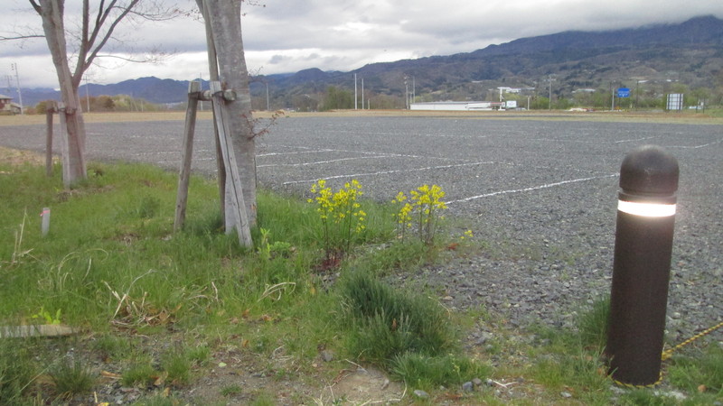 最近の散歩。_d0159273_738287.jpg