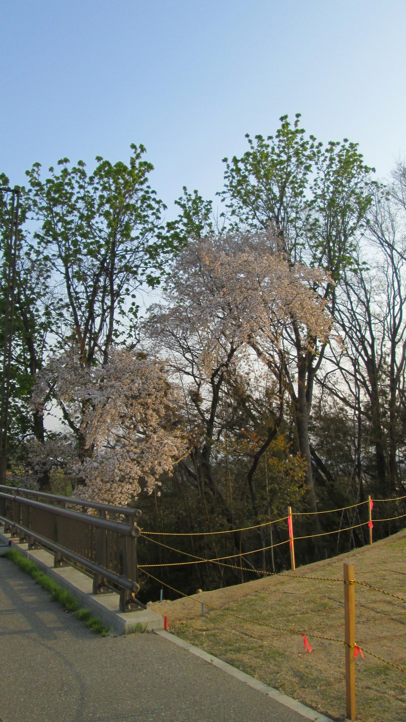 最近の散歩。_d0159273_7402772.jpg
