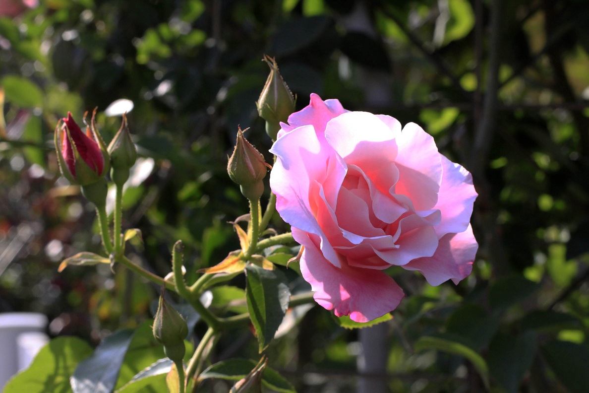 今日の薔薇たち_a0107574_16394879.jpg