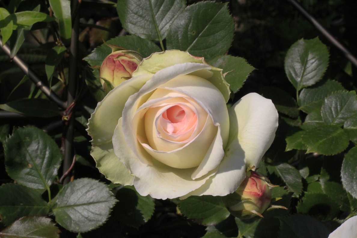 今日の薔薇たち_a0107574_1640627.jpg