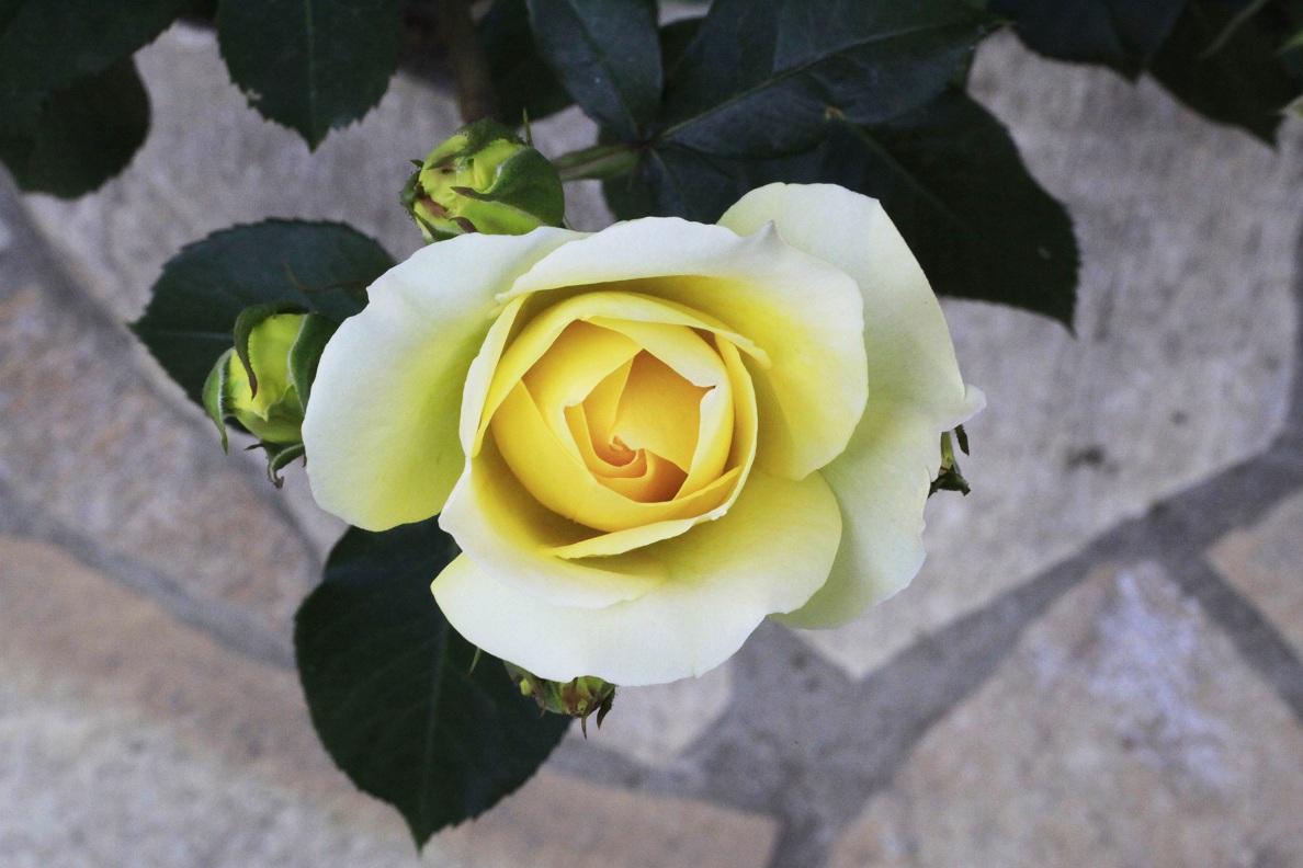 今日の薔薇たち_a0107574_16485981.jpg