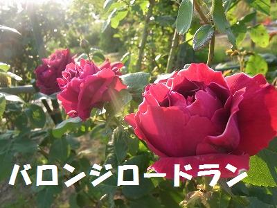 2013　薔薇_a0193175_21201363.jpg