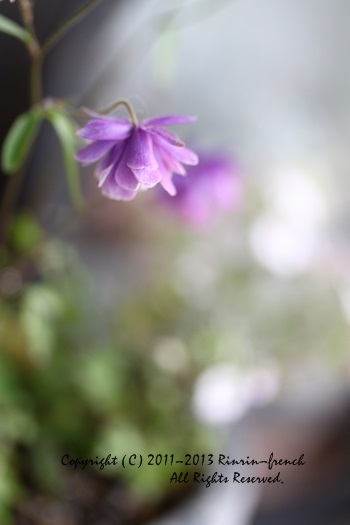 dry flower_e0237680_14273447.jpg
