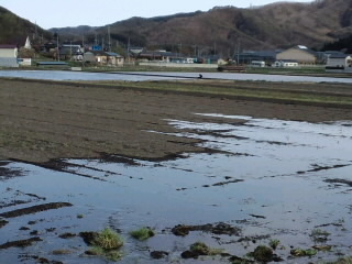 一次産業の再生なくして復興なし!_d0027486_2040071.jpg