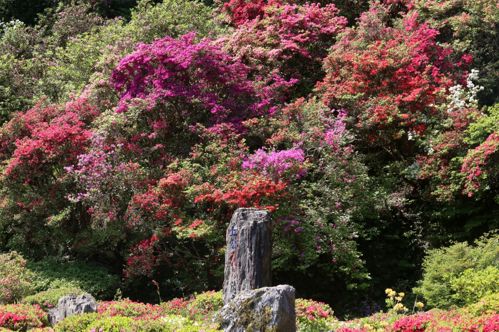 2013.05.09　上分花の隠里のツツジ　　　　　　　　　　　_f0140087_2003622.jpg