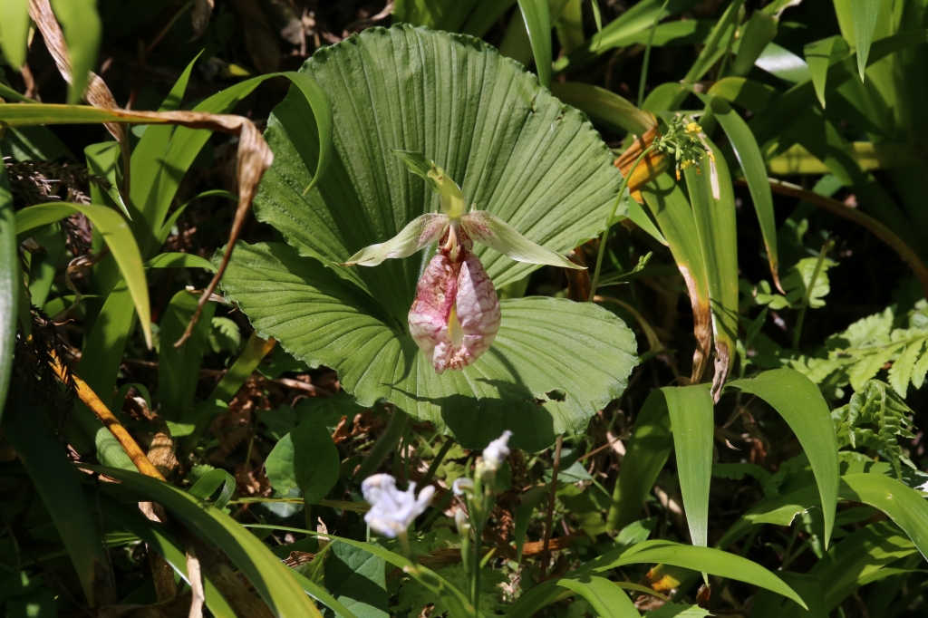 2013.05.09　花の隠里の植物　　　　　　　　　　　_f0140087_21423733.jpg