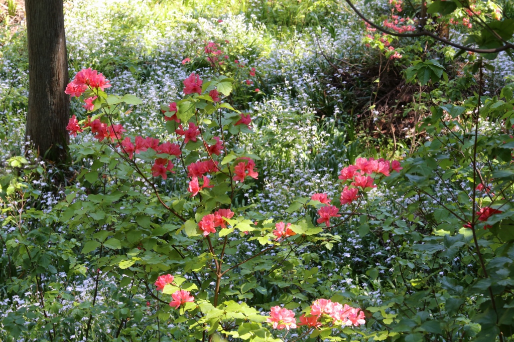 2013.05.09　花の隠里の植物　　　　　　　　　　　_f0140087_21473893.jpg