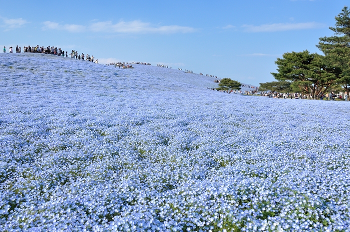 ひたち海浜公園（茨城県ひたちなか市）_b0290189_16504227.jpg