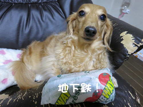 忙しいにも程がある_b0200291_21432121.jpg