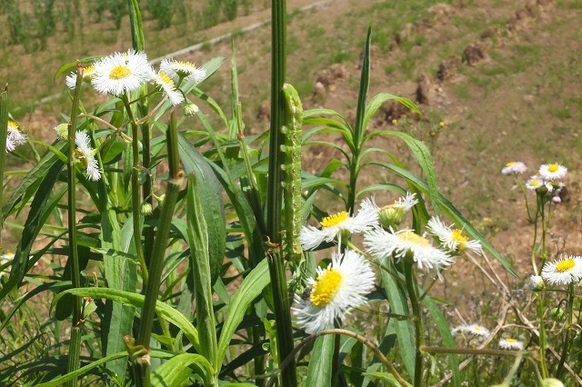 ■　芋虫・毛虫 (2)　　　13.5.9　　　（ヒロオビトンボエダシャク、チャバネフユエダシャク、ほか）_e0070891_21581796.jpg