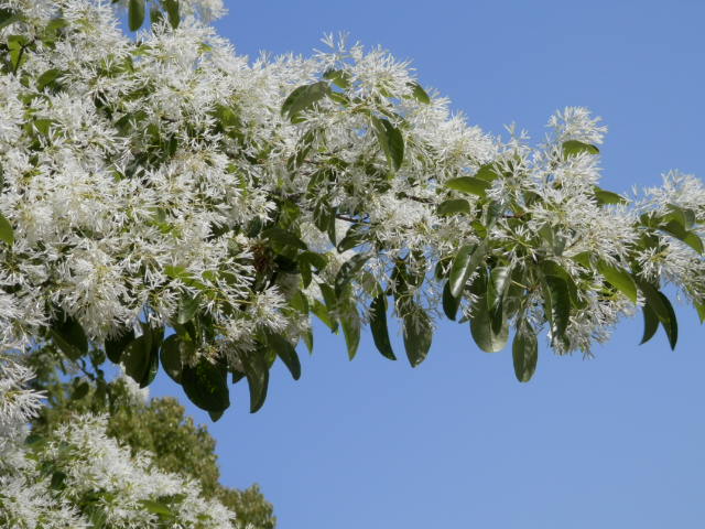 a0275492_44351.jpg