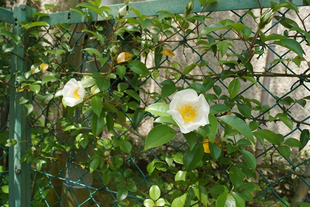 d0181492_11165626.jpg
