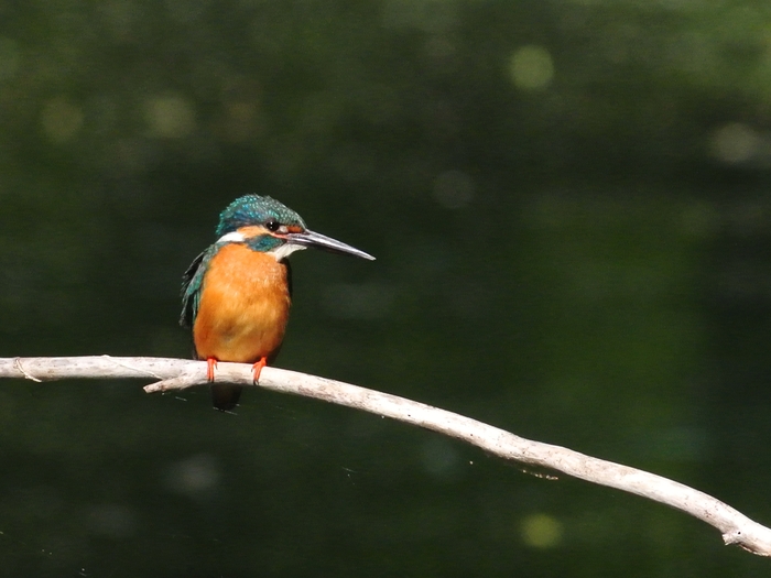 日向と日陰では こんなに色が違います カワセミ 翡翠 Common Kingfisher 生き物たちに乾杯 A Toast To Wildlife