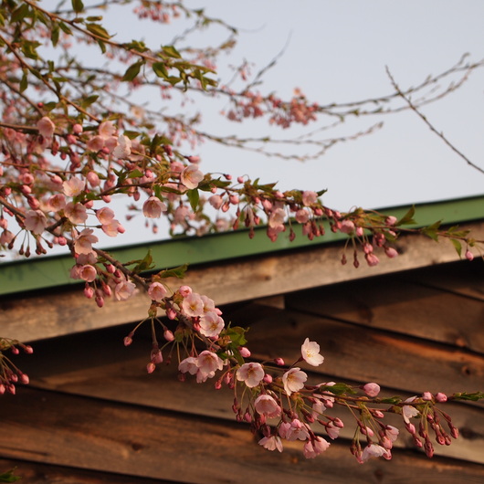 桜が開花_a0292194_20283848.jpg