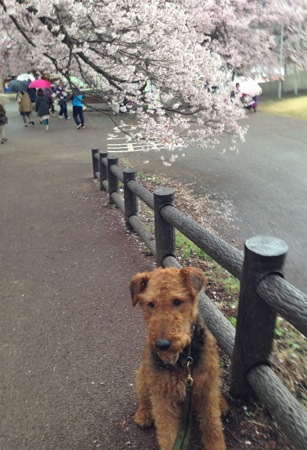 高遠城址でお花見♪_a0218499_1315741.jpg