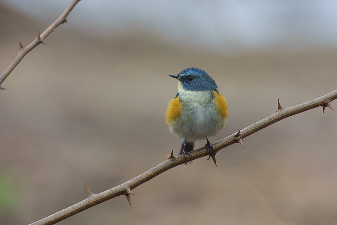 ルリビタキ♂ : 青い鳥＠青い森