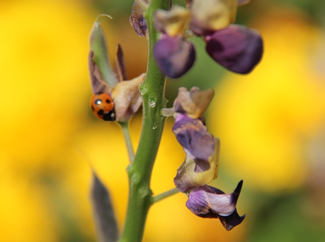 2013・５月１０日　　　コミセンの花壇・夏鰤のカマ煮_c0067508_22254039.jpg