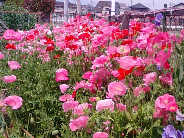 ヒナゲシ 雛芥子 ポピーの花 徳ちゃん便り ヒナゲシ 雛芥子 ポピーの花 徳ちゃん便り
