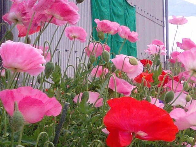 ヒナゲシ 雛芥子 ポピーの花 徳ちゃん便り ヒナゲシ 雛芥子 ポピーの花 徳ちゃん便り