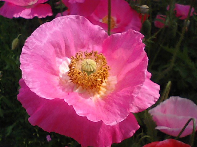 ヒナゲシ 雛芥子 ポピーの花 徳ちゃん便り