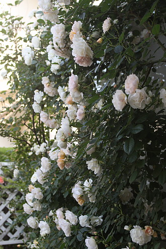 f0131611_094673.jpg