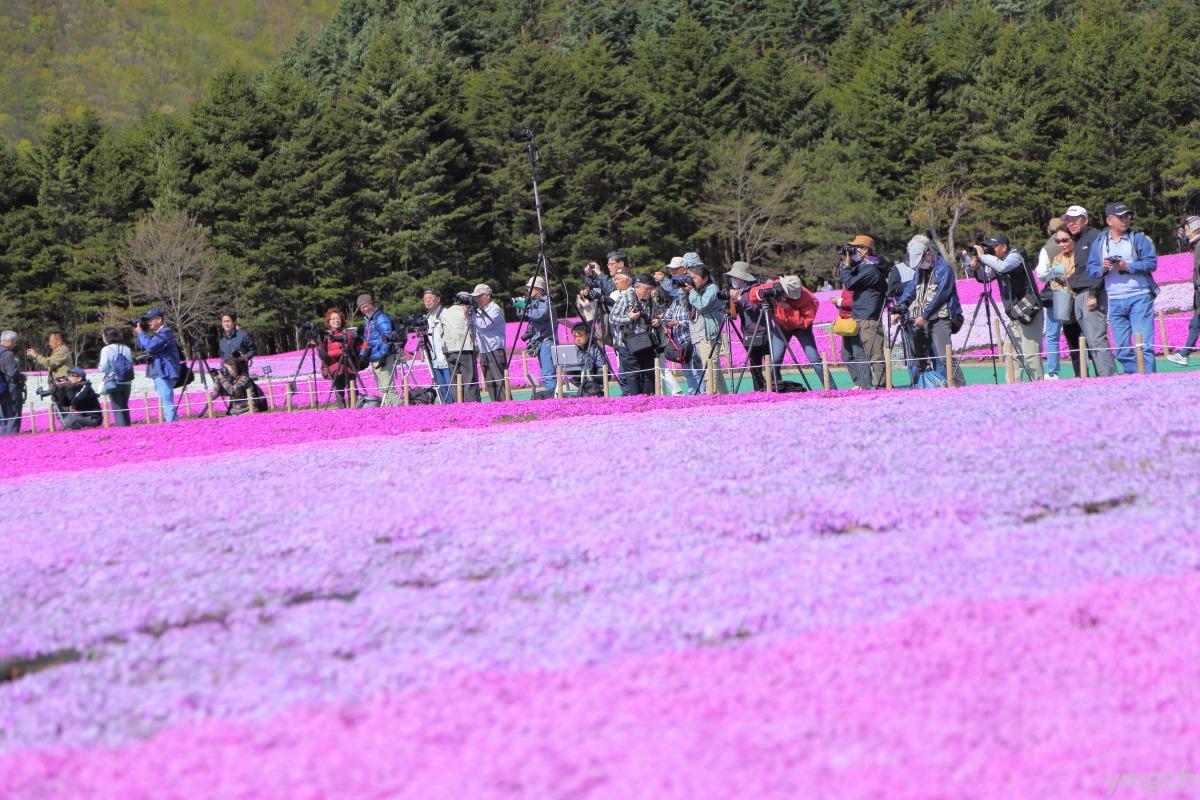 富士の芝桜まつり（２）_f0157812_013124.jpg