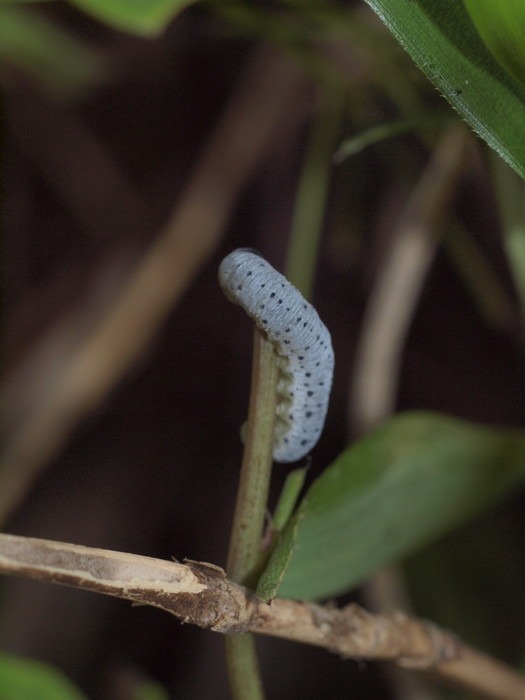 アケビコンボウハバチの幼虫_c0116915_0364296.jpg