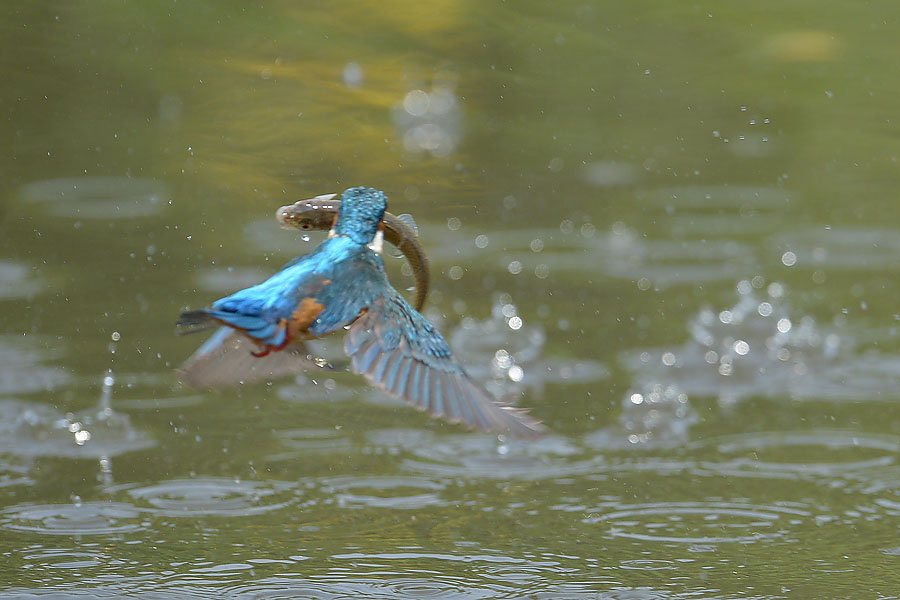 130510 若雄の水物少など_c0278820_17375428.jpg