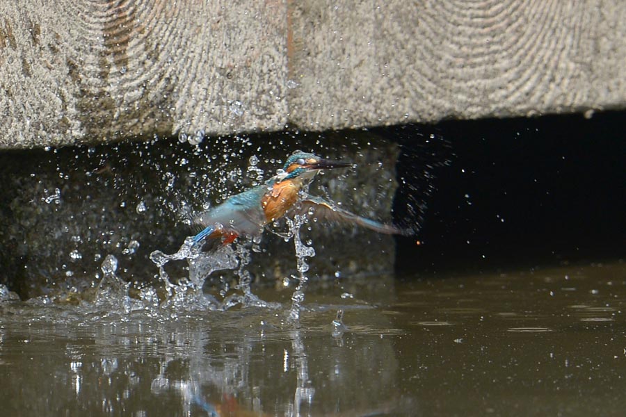 130510 若雄の水物少など_c0278820_1791942.jpg