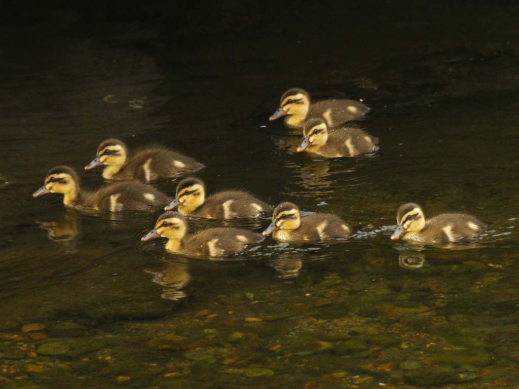 黒目川のカルガモ一家その後(1)_e0293921_21183828.jpg