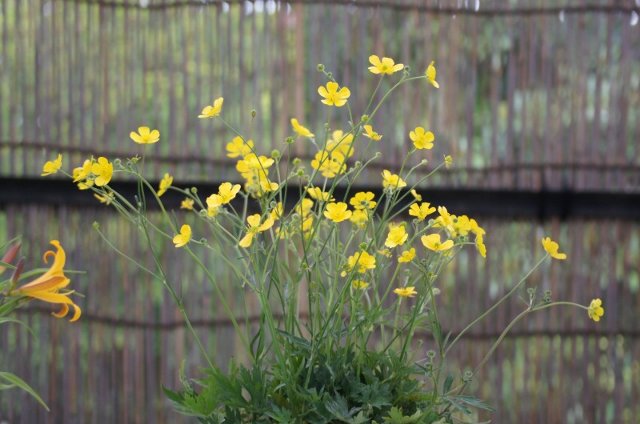 春の山草展にて、その4☆神代植物公園_a0122932_0225934.jpg