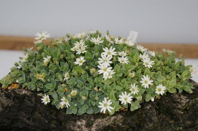 春の山草展にて、その4☆神代植物公園_a0122932_028213.jpg