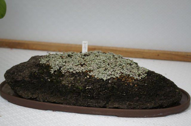 春の山草展にて、その4☆神代植物公園_a0122932_03134.jpg