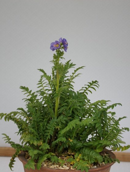 春の山草展にて、その4☆神代植物公園_a0122932_055340.jpg