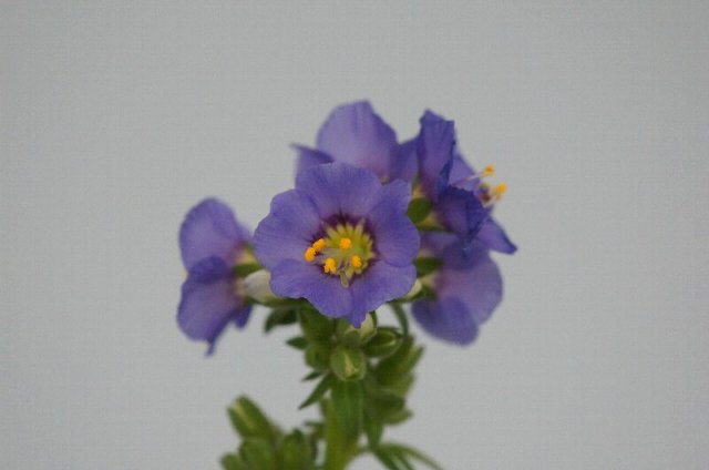 春の山草展にて、その4☆神代植物公園_a0122932_062153.jpg