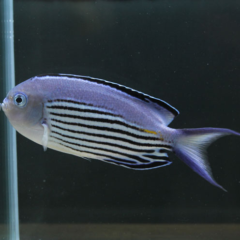 新商品&海水魚入荷!_d0221436_21322124.jpg