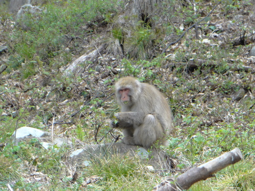ギフチョウ他 弾丸日帰り白馬村!_d0254540_174762.jpg