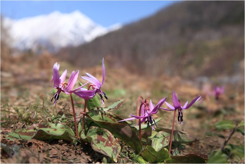 信州の花旅　Ⅰ_e0091347_13302950.jpg