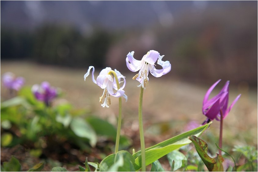 信州の花旅　Ⅰ_e0091347_1331054.jpg