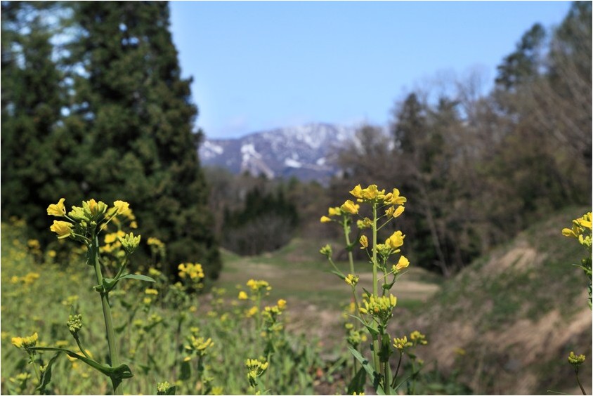 信州の花旅　Ⅴ_e0091347_160534.jpg