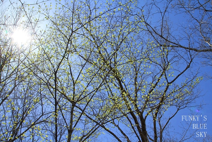 c0145250_11443123.jpg