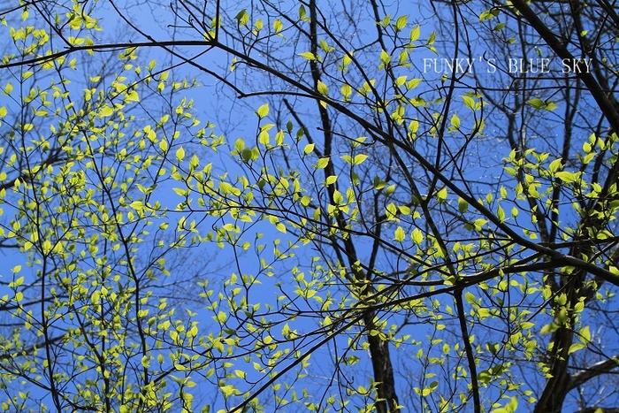 c0145250_11443872.jpg