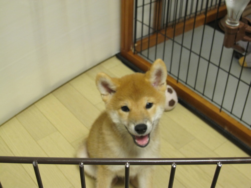 我が家に子犬がやってきた_f0245650_8412687.jpg